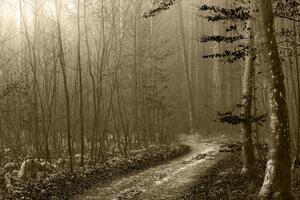 Obraz sépiová cestička do lesa