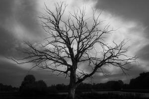 Obraz černobílý strom na louce