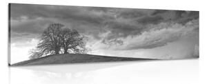 Obraz černobílé osamělé stromy