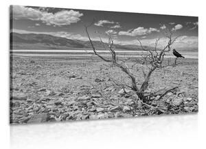 Obraz černobílá krajina sucha