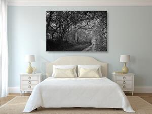 Obraz černobílý les