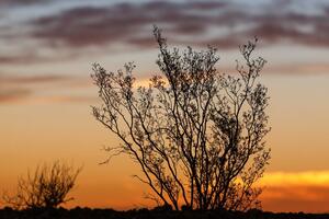 Obraz větvičky v západu slunce