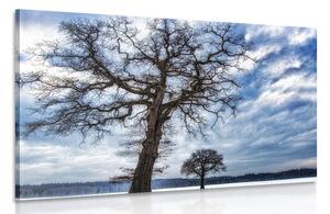 Obraz stromy v zimě