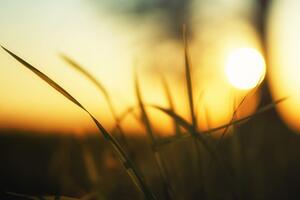 Obraz zapadající slunce v trávě