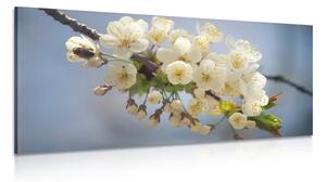 Obraz kvetoucí větvičku třešně