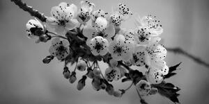 Obraz kvetoucí větvičku třešně v černobílém provedení