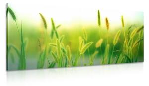 Obraz stébla trávy v zeleném provedení