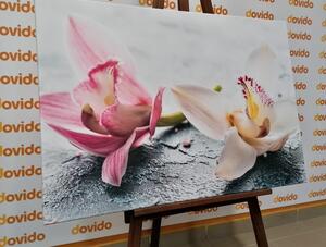 Obraz dva barevné květy orchideje