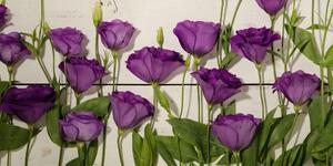 Obraz nádherné fialové květy