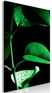 Obraz - Rostlina v černé barvě 40x60