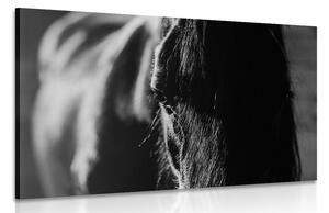 Obraz majestátní kůň v černobílém provedení