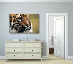 Obraz bengálský tygr