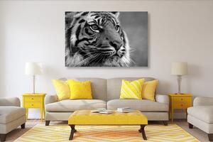 Obraz bengálský tygr v černobílém provedení