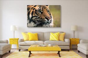 Obraz bengálský tygr