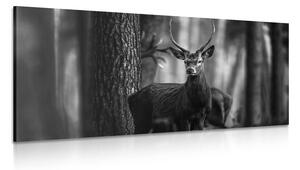 Obraz jelen v lese v černobílém provedení