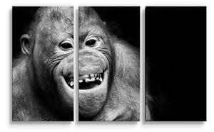 Sablio Obraz - 3-dílný Orangutan - 120x80 cm
