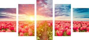 5-dílný obraz východ slunce nad loukou s tulipány
