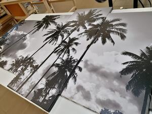 5-dílný obraz kokosové palmy na pláži v černobílém provedení