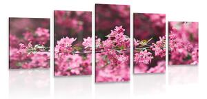 5-dílný obraz detailní květiny třešně