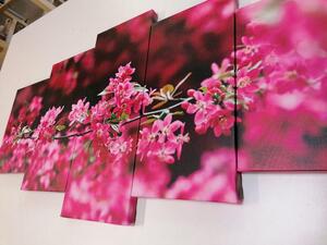 5-dílný obraz detailní květiny třešně
