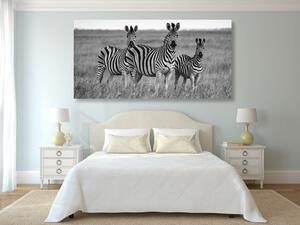Obraz tři zebry v savaně v černobílém provedení