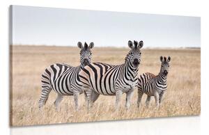 Obraz tři zebry v savaně