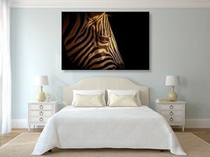 Obraz portrét zebry