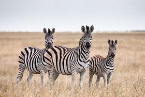 Obraz tři zebry v savaně