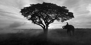 Obraz slon při východu slunce v černobílém provedení Varianta: 100x50