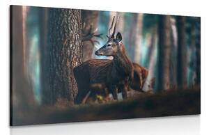 Obraz jelen v borovicovém lese