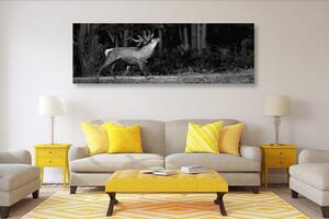 Obraz majestátní jelen v černobílém provedení