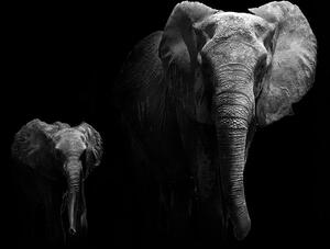 Obraz malý slon a slonice