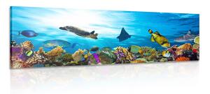 Obraz korálový útes s rybkami a želvami