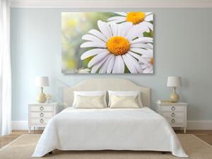Obraz květiny heřmánku