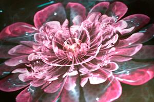 Obraz magický růžový květ