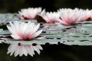 Fototapeta lotosový květ
