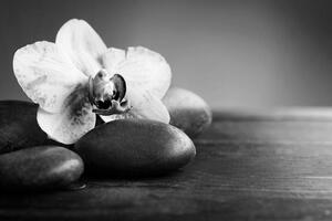 Fototapeta černobílá orchidej a kameny