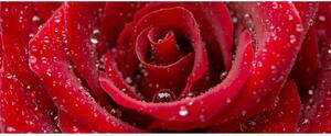 Panoramatická fototapeta - Červená růže