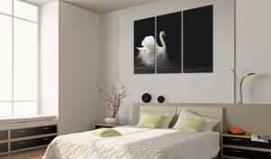 Obraz osamělá bílá labuť - A lonely white swan