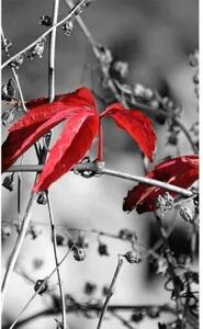 Fototapeta - Červené listí na černém pozadí + zdarma lepidlo - 150x250