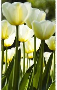 Fototapeta - Bílé tulipány X + zdarma lepidlo - 150x250