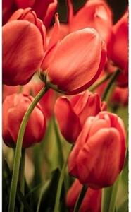 Fototapeta - Červené tulipány + zdarma lepidlo - 150x250