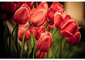 Fototapeta - Červené tulipány + zdarma lepidlo - 375x250