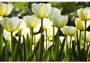 Fototapeta - Bílé tulipány X + zdarma lepidlo - 375x250