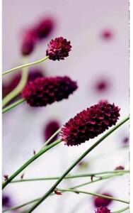 Fototapeta - Fialová květina + zdarma lepidlo - 150x250