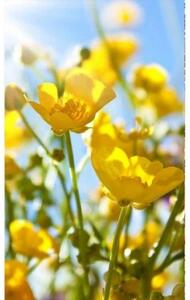 Fototapeta - Žluté květiny + zdarma lepidlo - 150x250