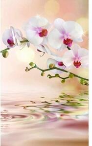 Fototapeta - Bílá orchidej X + zdarma lepidlo - 150x250