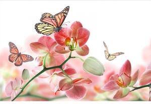 Fototapeta - Motýli a orchideje + zdarma lepidlo - 375x250