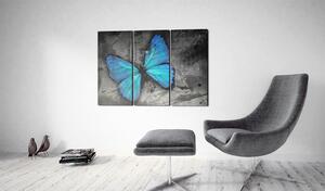 Obraz modrý motýl - The study of butterfly