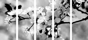 5-dílný obraz třešňový květ v černobílém provedení